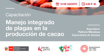 Capacitación online "Manejo integrado de plagas en la producción de cacao" de PromPerú