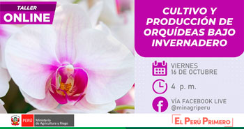 (Taller Online Gratuito) MINAGRI: Cultivo  y producción de orquídeas bajo invernadero