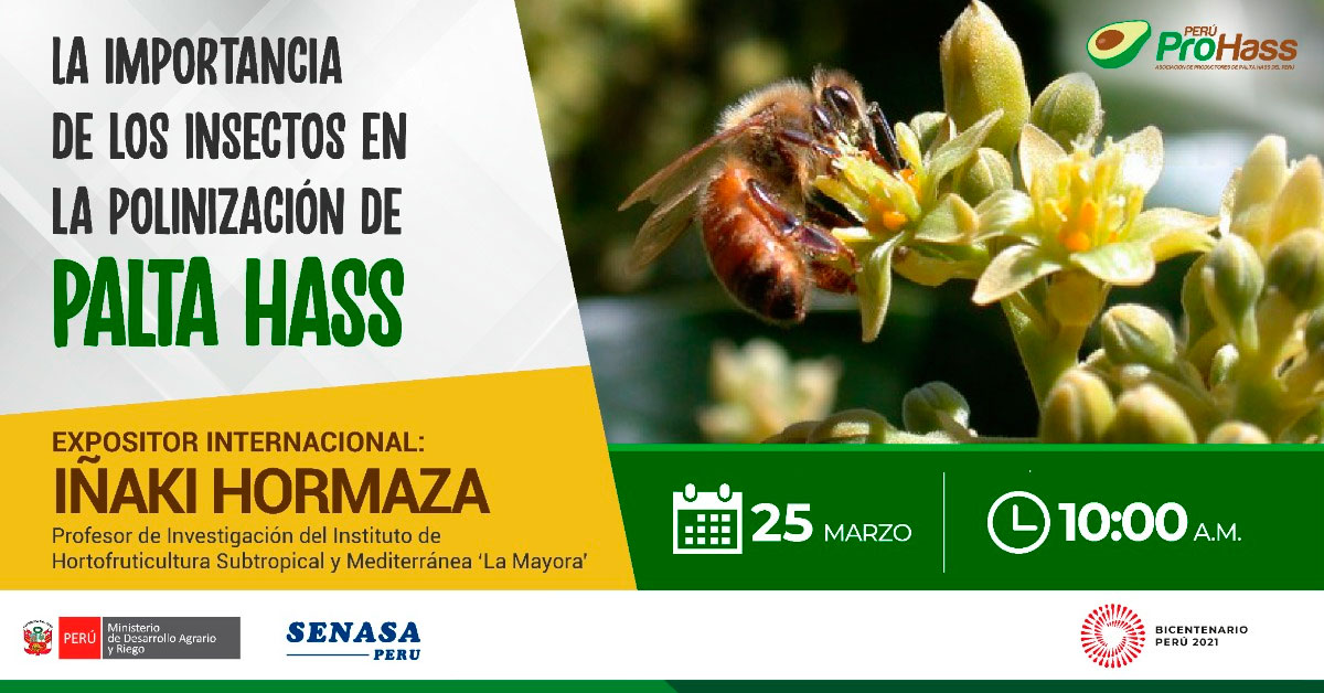 (Charla Virtual Gratuito) SENASA: La importancia de los insectos en la polinización de palta Hass