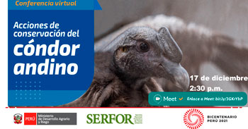 (Conferencia Virtual Gratuita) SERFOR: Acciones de conservación del Cóndor Andino