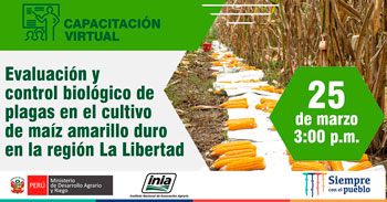 (Capacitación Gratuita) INIA: Evaluación y control biológico de plagas en el cultivo de maíz amarillo duro