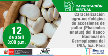 (Capacitación Virtual Gratuita) INIA: Caracterización agro-morfológica de accesiones de pallar