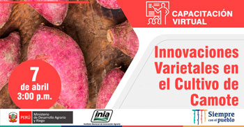(Capacitación Virtual Gratuita) INIA: Innovaciones varietales en el cultivo de camote