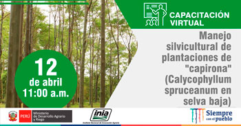 (Capacitación Virtual Gratuita) INIA: Manejo silvicultural de plantaciones de capirona