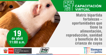 (Capacitación Virtual Gratuita) INIA: Oportunidades que tiene la alimentación y reproducción en la crianza de cuyes