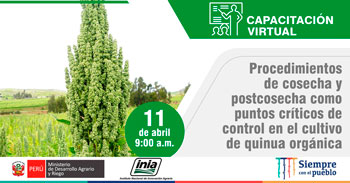 (Capacitación Gratuita) INIA: Procedimientos de cosecha y postcosecha en el cultivo de quinua orgánica