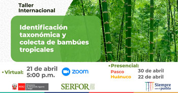 (Taller Virtual) SERFOR: Identificación taxonómica y colecta de bambúes tropicales