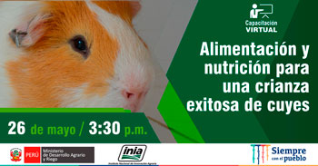 (Capacitación Virtual Gratuita) INIA: Alimentación y nutrición para una crianza exitosa de cuyes