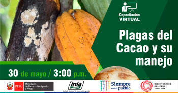 (Capacitación Virtual Gratuita) INIA: Plagas del cacao y su manejo