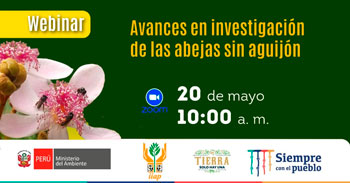 MINAM te invita al webinar acerca de los avances en investigación de las abejas sin aguijón