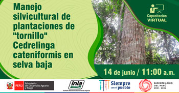 (Capacitación Virtual Gratuita) INIA: Manejo silvicultural de plantaciones de tornillo en selva baja