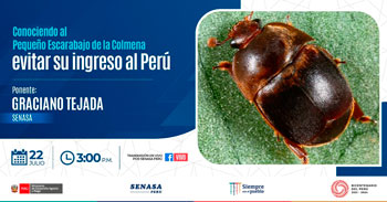 (Charla Virtual Gratuita) SENASA: Conociendo al pequeño escarabajo de la colmena