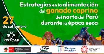 Capacitación gratuita sobre estrategias en la alimentación del ganado caprino del norte del Perú durante la época seca