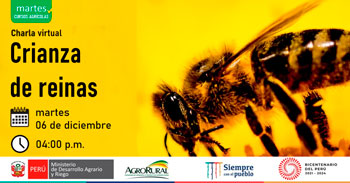 (Charla Virtual) AGRORURAL: Crianza de reinas