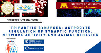 (Webinar) Sinapsis tripartitas: regulación de astrocitos de función sináptica, actividad de red y comportamiento animal