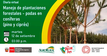 Charla virtual "Manejo de plantaciones forestales - podas en coníferas (pino y ciprés )"