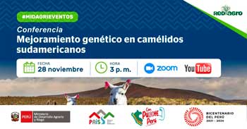 Conferencia online gratis "Mejoramiento genético en camélidos sudamericanos" del MIDAGRI
