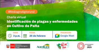 Charla online "Plagas y enfermedades en Cultivo de Palta" Agro Rural