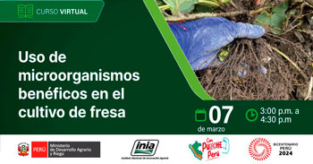 Curso online "Uso de microorganismos benéficos en el cultivo de fresa" del INIA