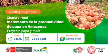 Charla online "Incremento de la productividad de papa en Amazonas - Proyecto papa y maíz" -  Agro rural