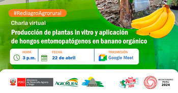Charla online Producción de plantas in vitro y aplicación de hongos entomopatógenos en banano orgánico en La Libertad