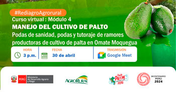  Curso online gratis  Manejo cultivo palto: Podas de Sanidad, podas y tutoraje de ramores productoras en Omate Moquegua