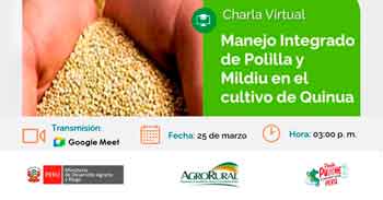  Charla online "Manejo Integrado de Polilla de Quinua y Mildiu en el cultivo de Quinua" de Agro Rural