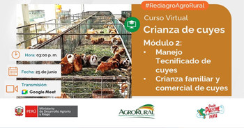 Curso online "Crianza de cuyes" de Rediagro Region Piura