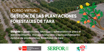  Curso online gratis "Gestión de las plantaciones forestales de tara" de SERFOR y USAID