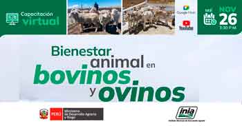  Capacitación online "Bienestar animal en bovinos y ovino" del INIA