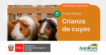 Curso online gratis "Crianza de cuyes" de Agro Rural