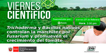  Capacitación Trichoderma y Bacillus nativos controlan la marchitez por Fusarium y promueven el crecimiento del tomate
