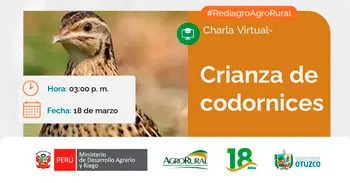  Charla online gratis "Crianza de codornices" de Agro Rural