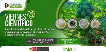  Capacitación La cobertura del suelo y los biofertilizantes microbianos influyen en el crecimiento de la papaya