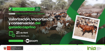  Capacitación virtual - "Valorización, importancia y conservación del ganado caprino" INIA