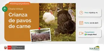  Charla virtual - "Crianza de pavos de carne" Agro Rural 