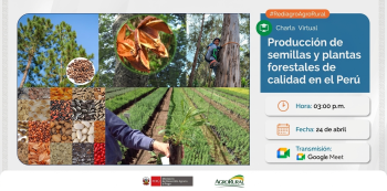  Charla online - "Producción de semillas y plantas forestales de calidad en el Perú" Agro Rural