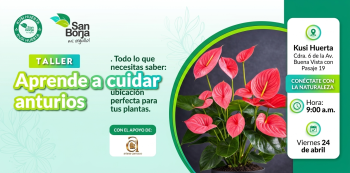  Taller Presencial - "Aprende a cuidar anturios" Municipalidad De San Borja