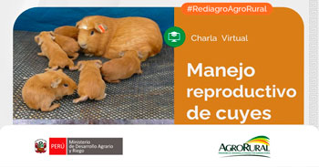  Charla virtual - "Manejo reproductivo de cuyes" Agro Rural