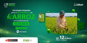  Curso online - "Estrategias integrales para el rendimiento del arroz en condiciones de selva baja" INIA