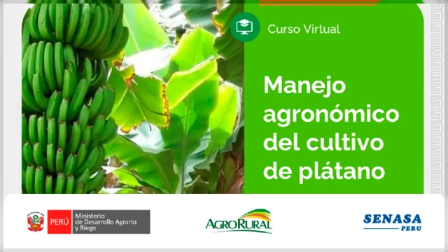  Curso online gratis - "Manejo agronómico del cultivo de plátano" Agro Rural