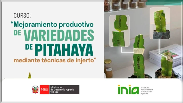  Curso virtual - "Mejoramiento productivo de variedades de pitahaya mediante técnicas de injerto”" INIA 