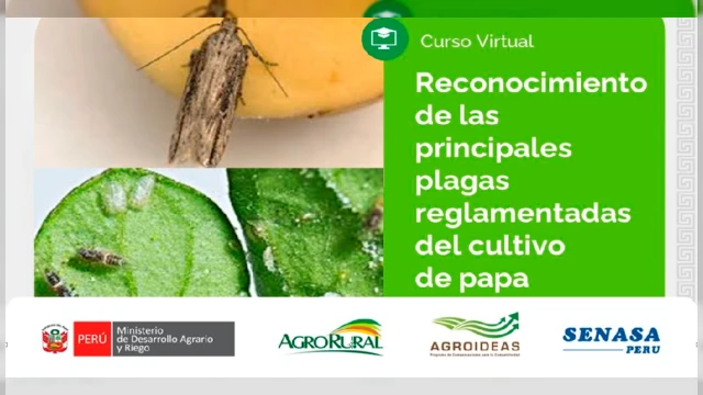  Curso online- "Presencia de plagas reglamentadas en el cultivo de papa en Ancash" Agro Rural