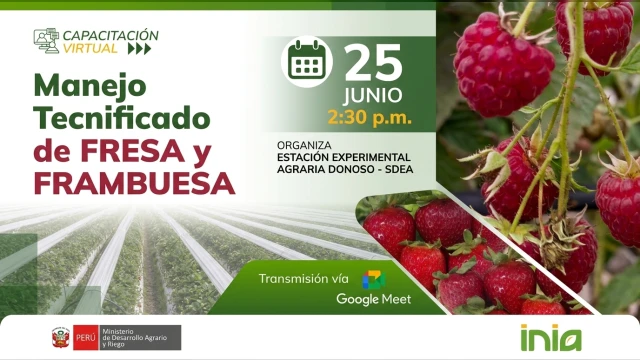 Capacitación online - "Manejo Tecnificado de Fresa y Frambuesa" INIA