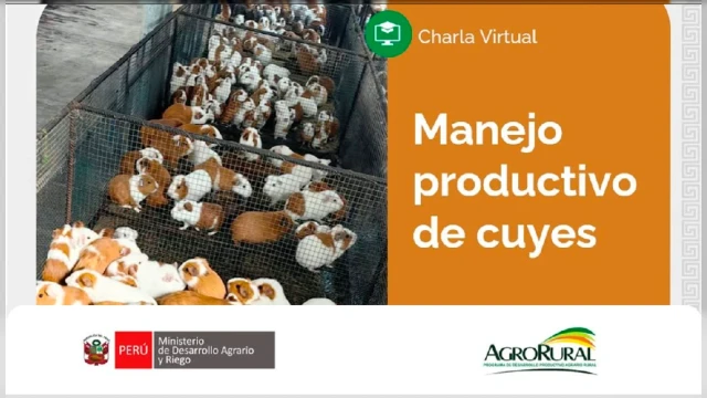 Charla virtual - "Manejo productivo de cuyes" Agro Rural del Midagri